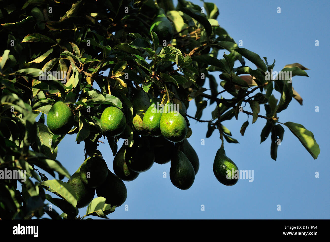 Avogado's fruits, Persea americana, Lauraceae,  Nairobi, Kenya, Africa Stock Photo
