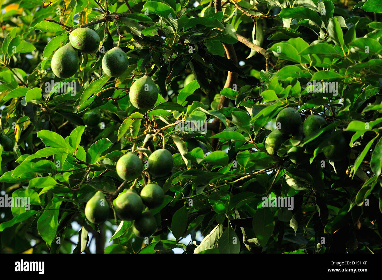 Avogado's fruits, Persea americana, Lauraceae,  Nairobi, Kenya, Africa Stock Photo