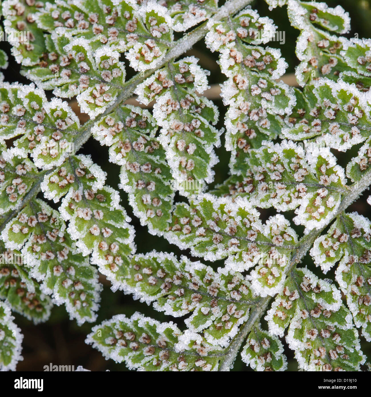 fern with hoarfrost Stock Photo