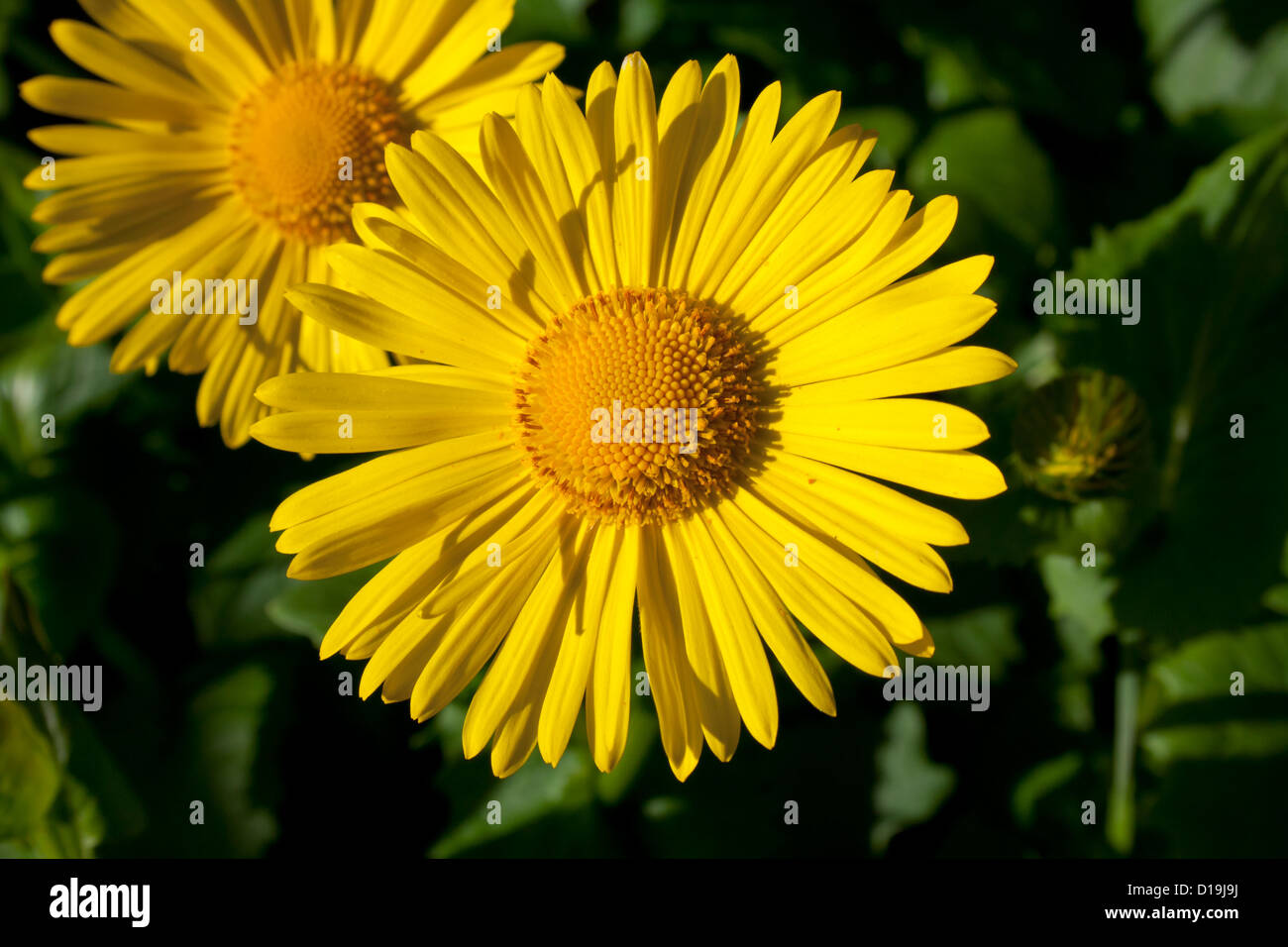 Yellow flower Stock Photo