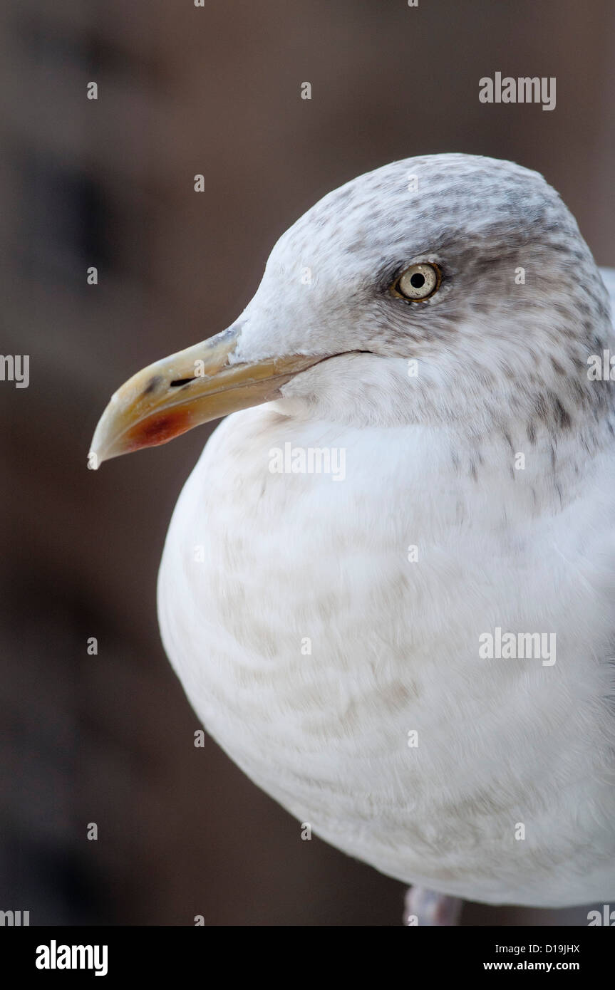 Mouette Goeland Argente Seagull Stock Photo Alamy