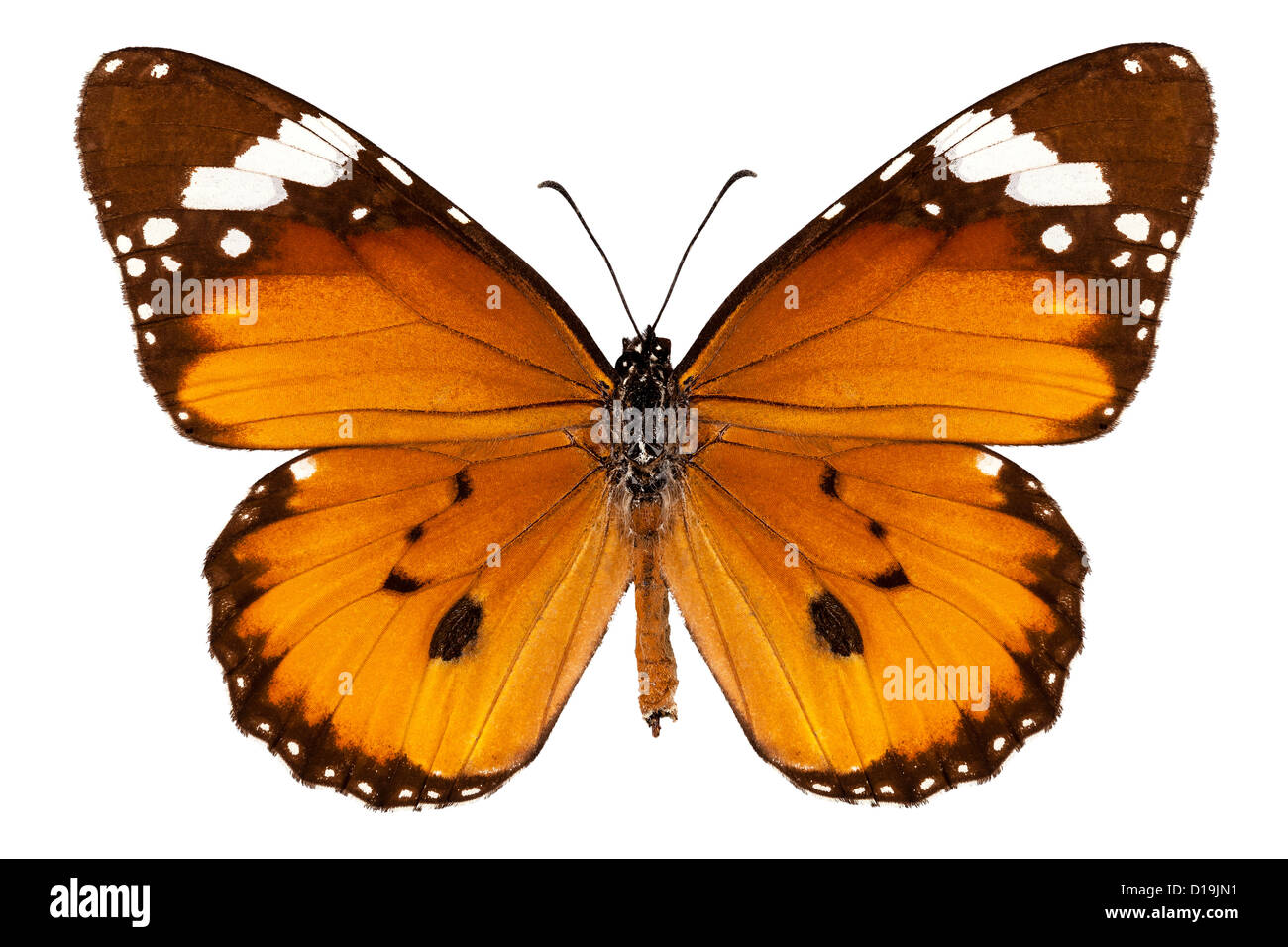 Butterfly species danaus chrysippus 'plain tiger' Stock Photo