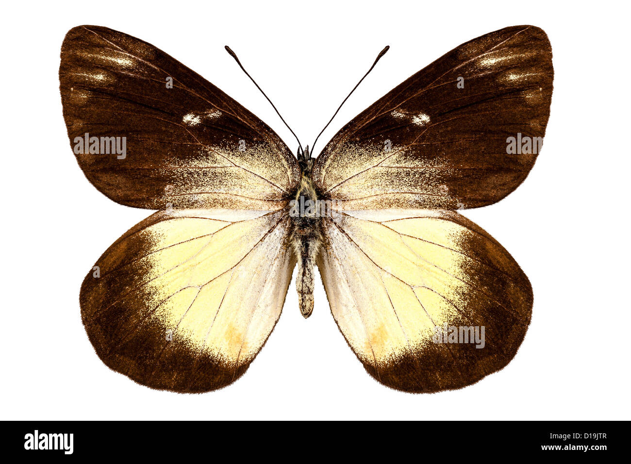 Butterfly species Delias fascelis korupun Stock Photo