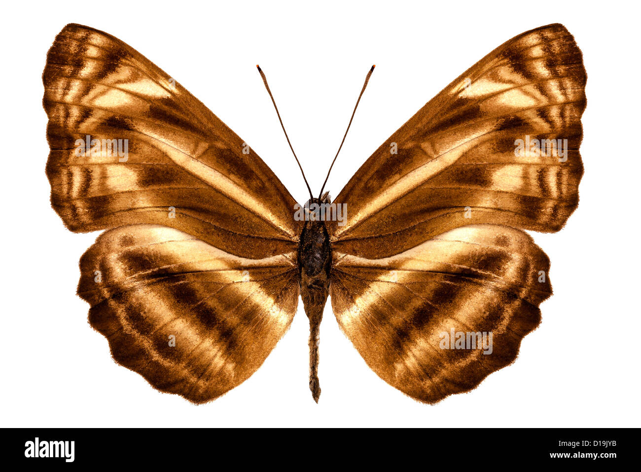 Butterfly species Neptis omeroda omeroda 'sailer butterfly' Stock Photo