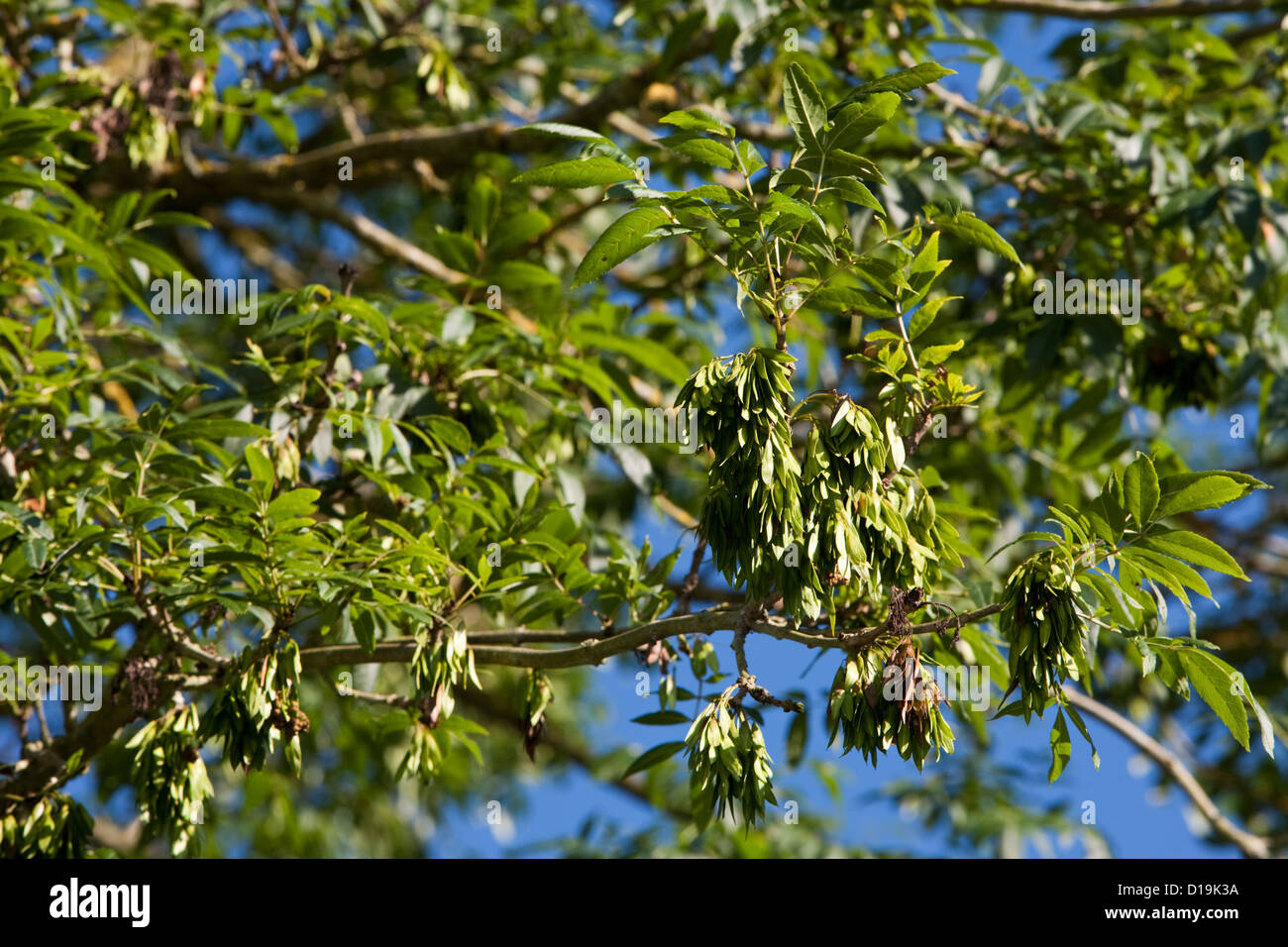 Common Ash, Fraxinus excelsior in summer foliage with keys Stock Photo