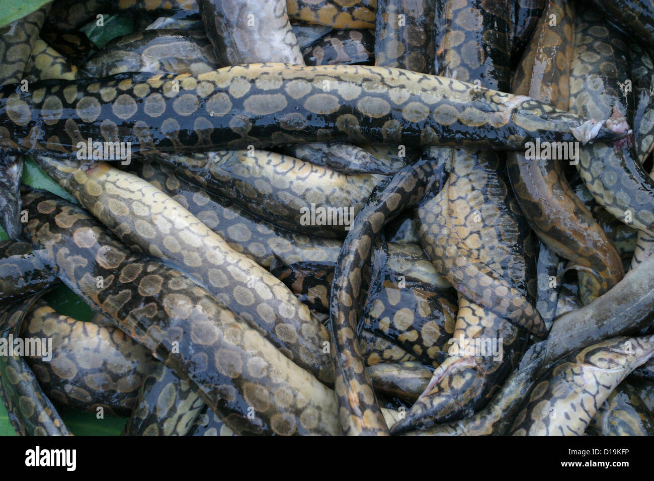 Mastacembelus maculatus or spotted spiny eel. Stock Photo