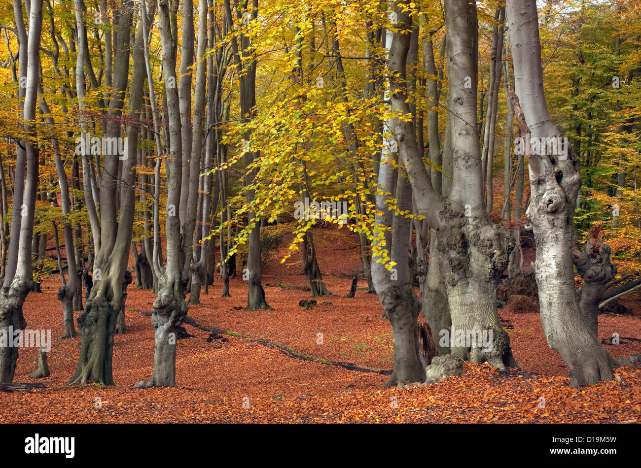Beech trees Fagus sylvatica  in Epping Forest Essex UK Autumn Stock Photo