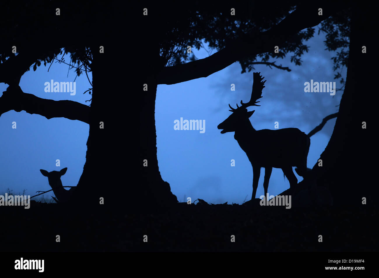 Buck Deer In The Woods Silhouette High Resolution Stock Photography And Images Alamy