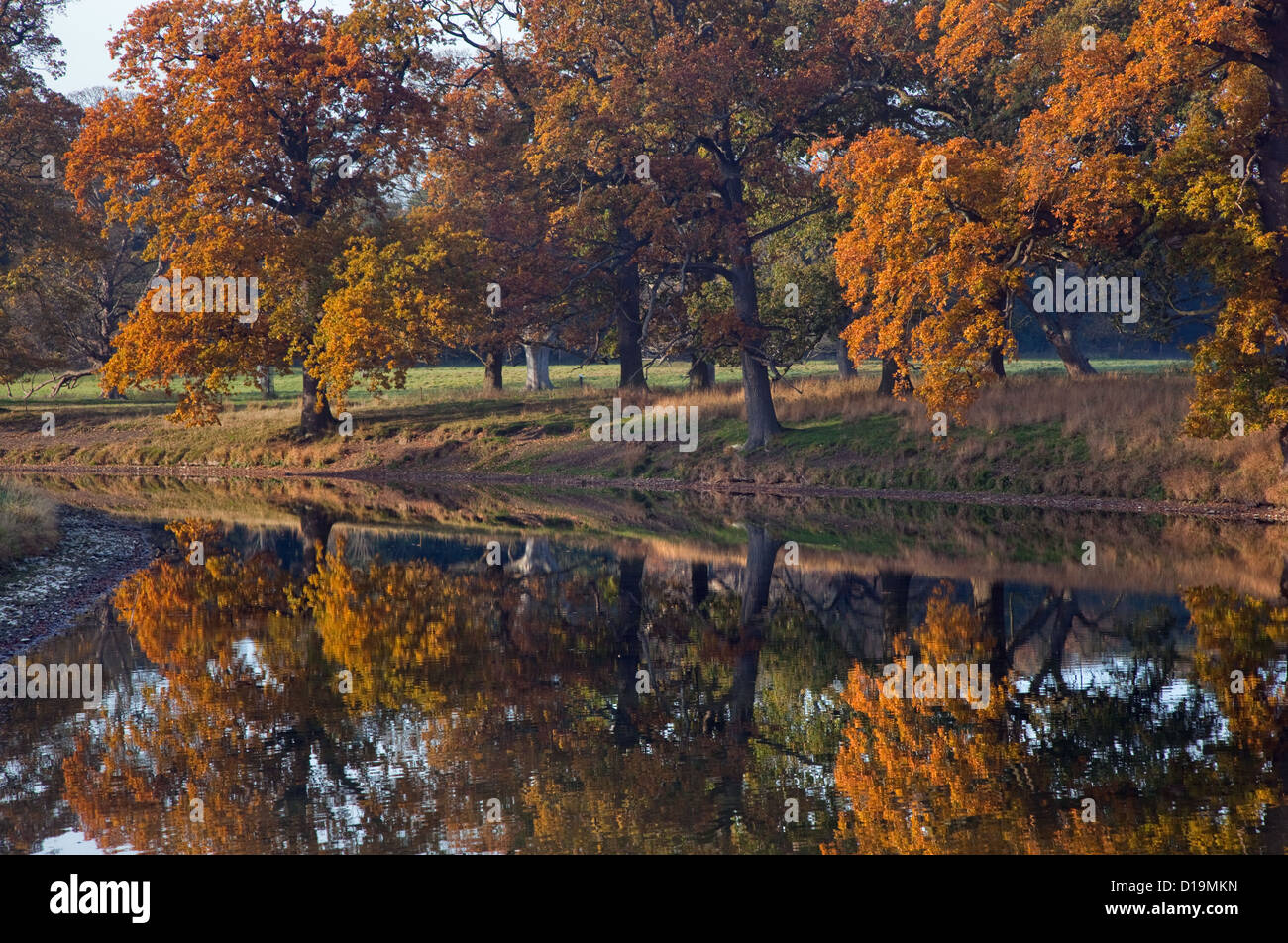 Winter reflections in the lake Holkham Park Norfolk Stock Photo