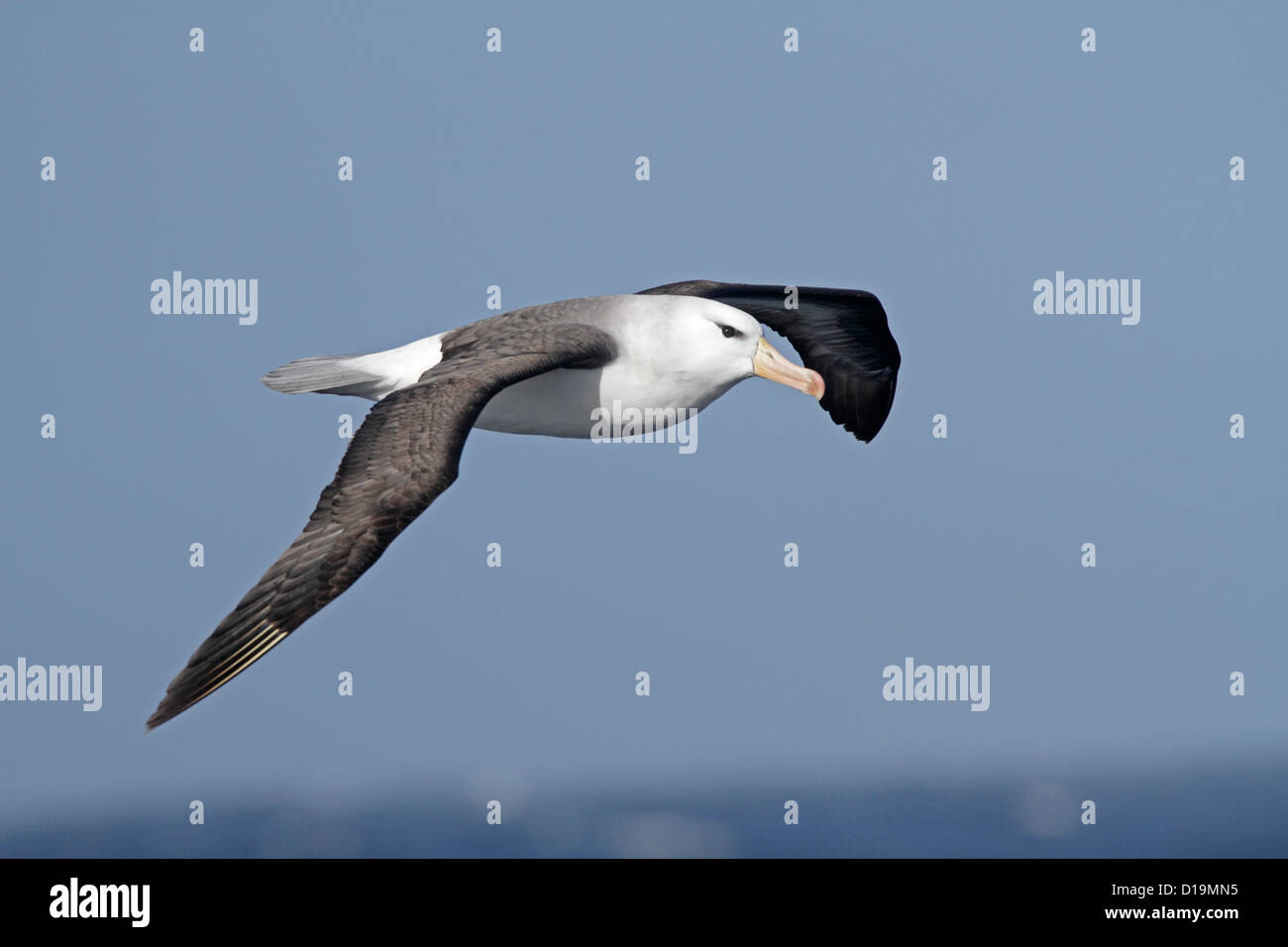 Black Browed Albatross in flight over the South Atlantic Stock Photo