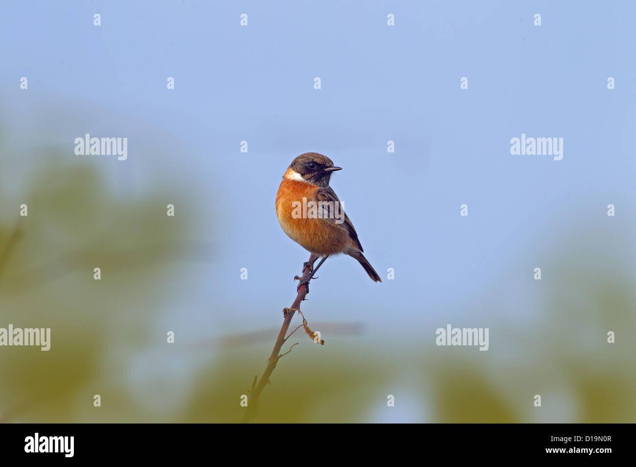 Stonechat Saxicola torquata male on coastal headland in winter Stock ...