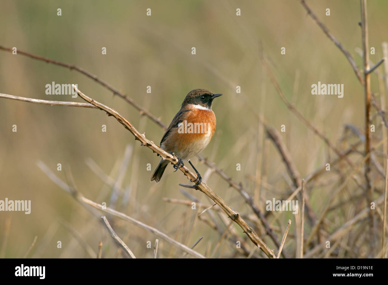Stonechat Saxicola torquata male on coastal headland in winter Stock ...