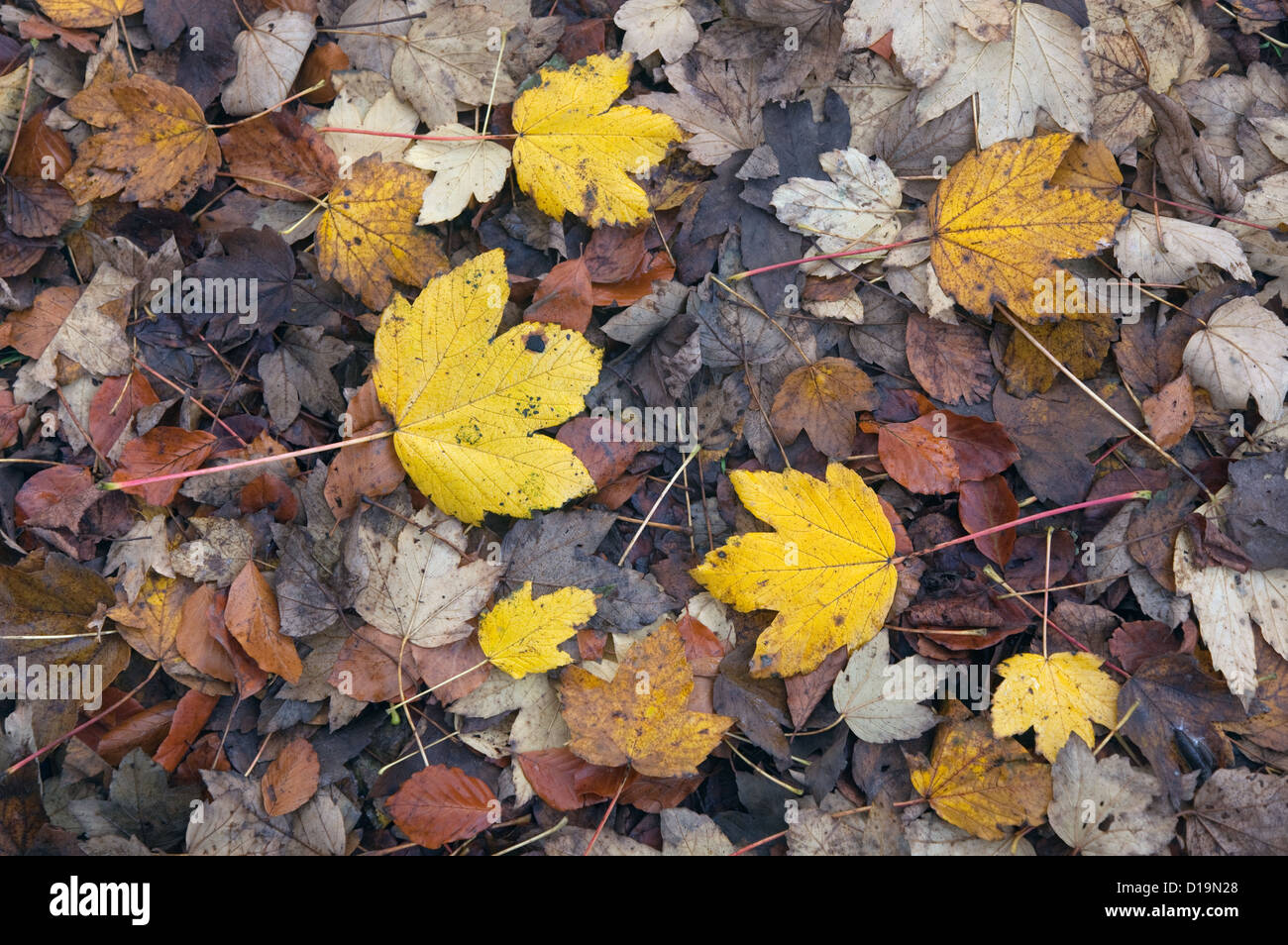 Sycamore Acer pseudoplatanus fallen Leaves Stock Photo