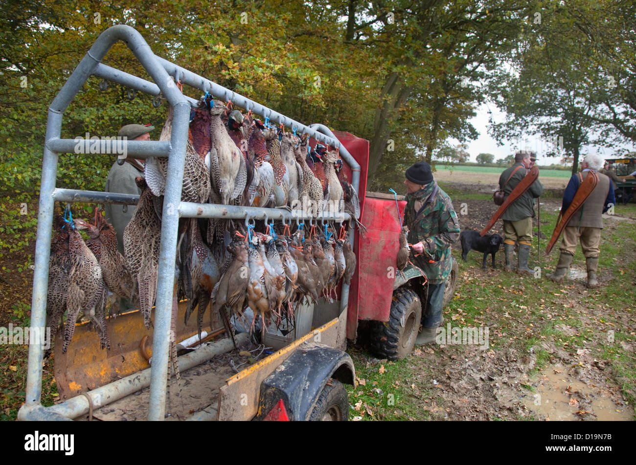 Dead pheasants and partridges on game shoot Stock Photo