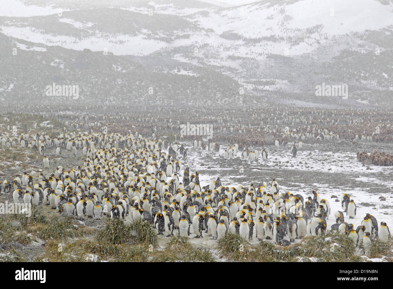 Adult king penguins grouped together next to the colony on Salisbury Plain in a snow storm Stock Photo