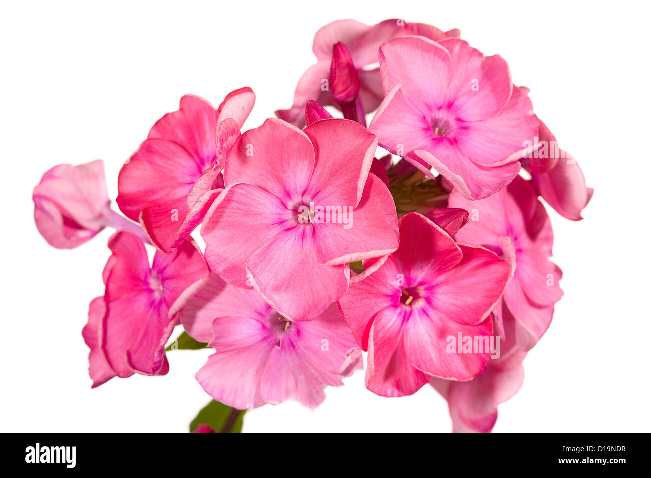 Close up of a phlox flowers, isolated on white background Stock Photo