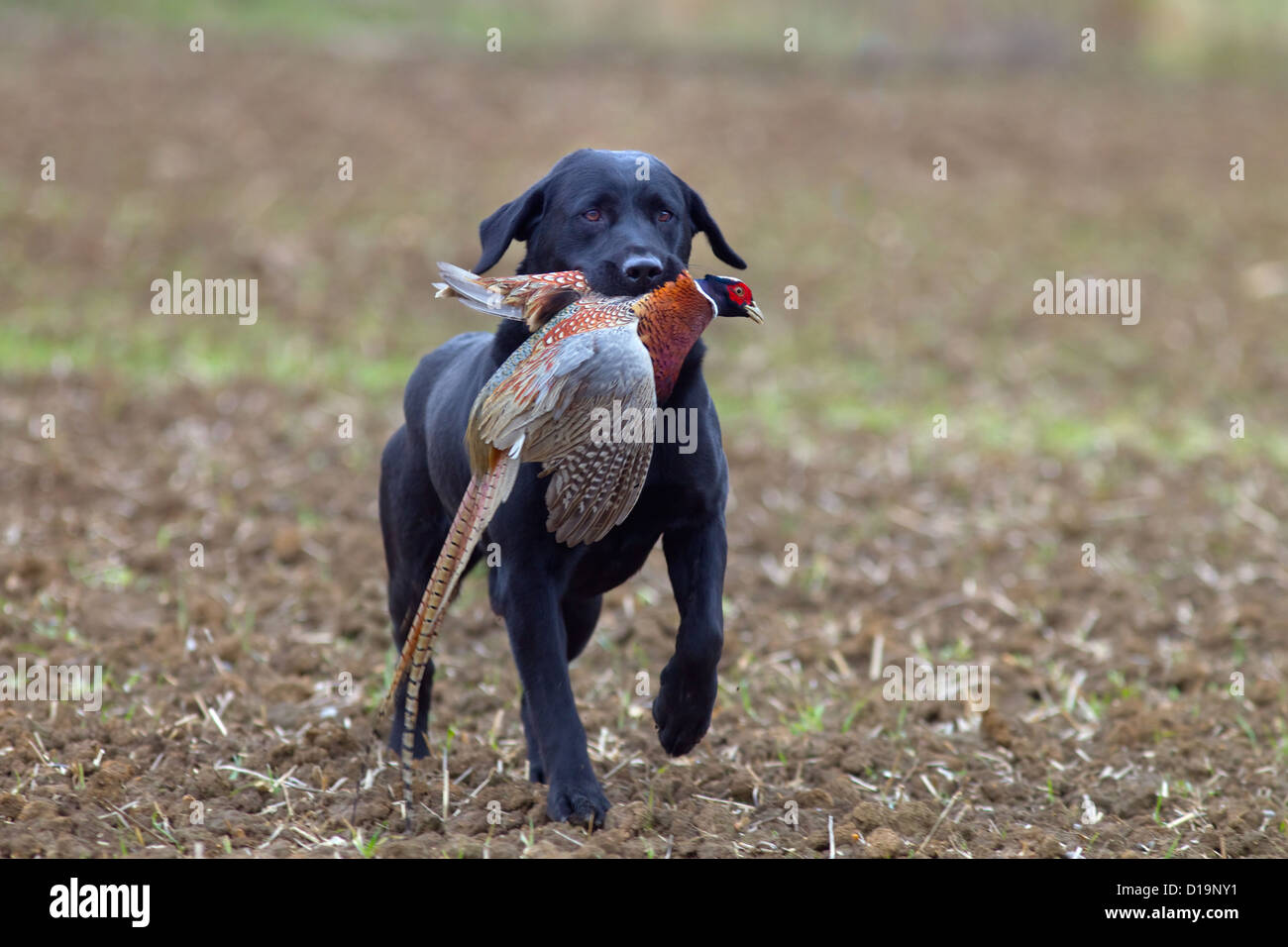 Black Labrador retrieving partridge on game shoot in Norfolk mid ...