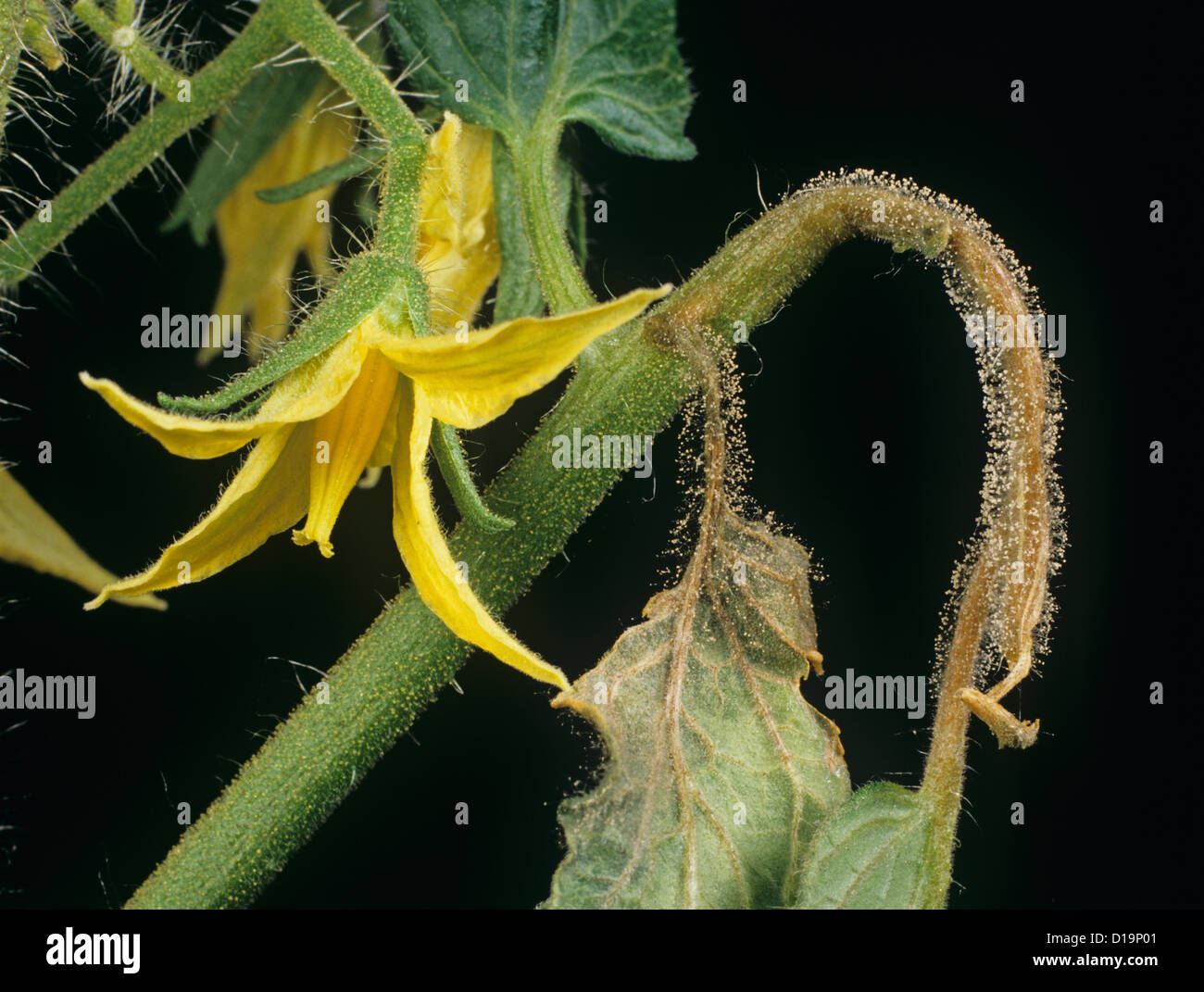 rey mould (Botrytis cinerea) developing on tomato leaves during flowering Stock Photo