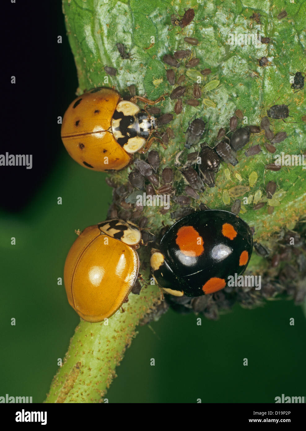 Harlequin ladybird (Harmonia axyridis) three colour variations Stock Photo