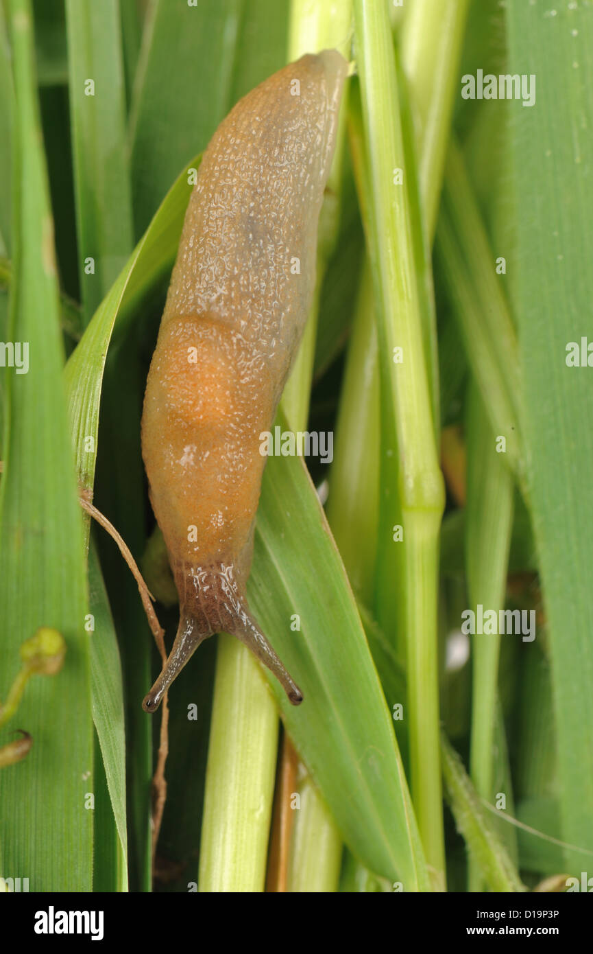 A slug, Arion subfuscus, pale colouration on grass Stock Photo