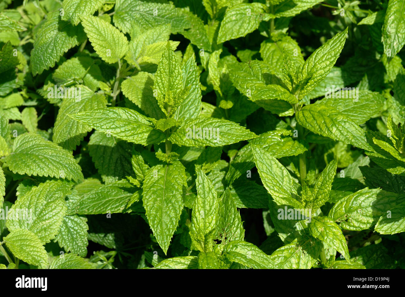 Spearmint, Mentha spicata, herb plants Stock Photo