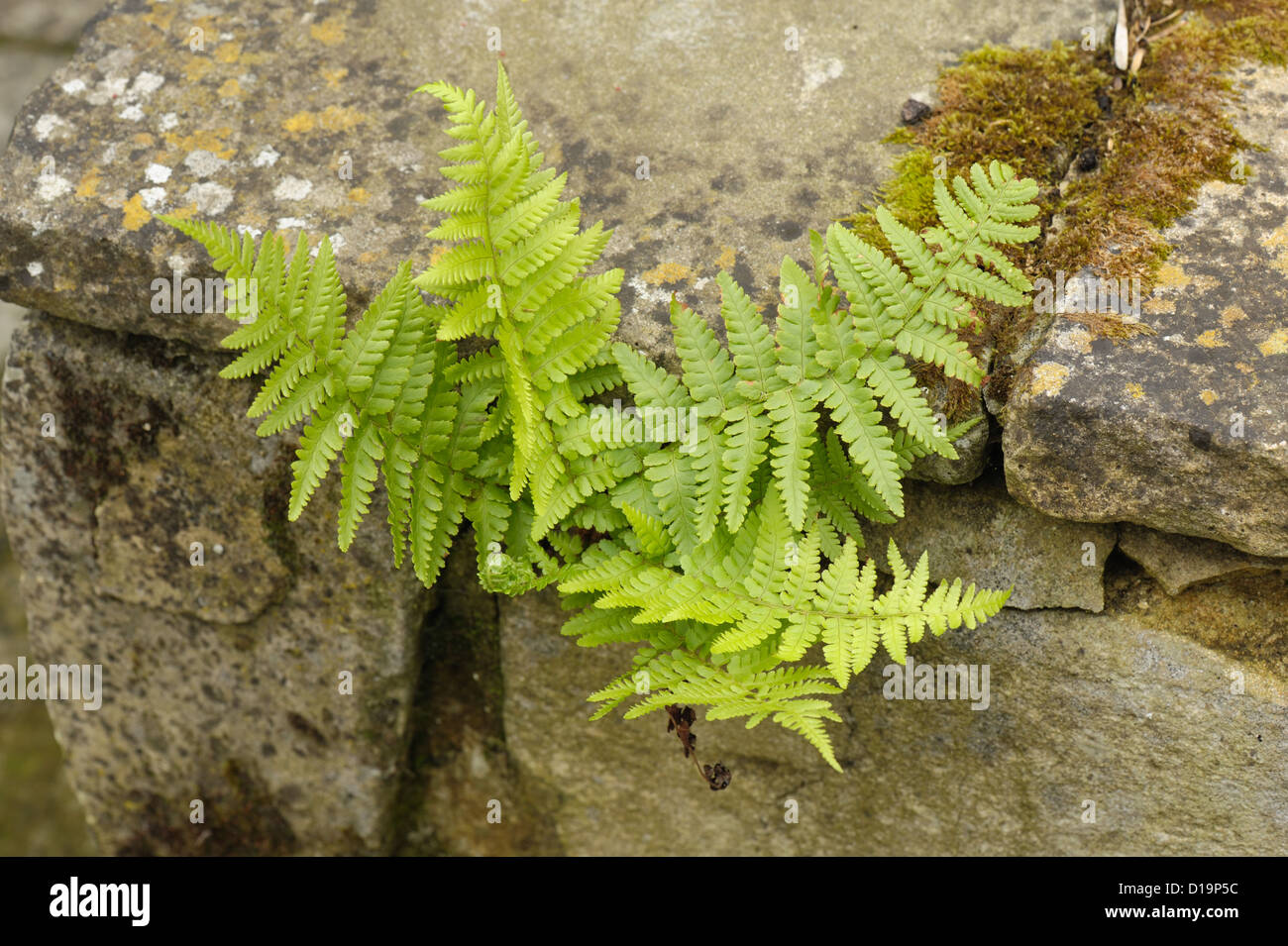 Stunted male fern, Dryopteris filix-mas, growing from a stone wall Stock Photo