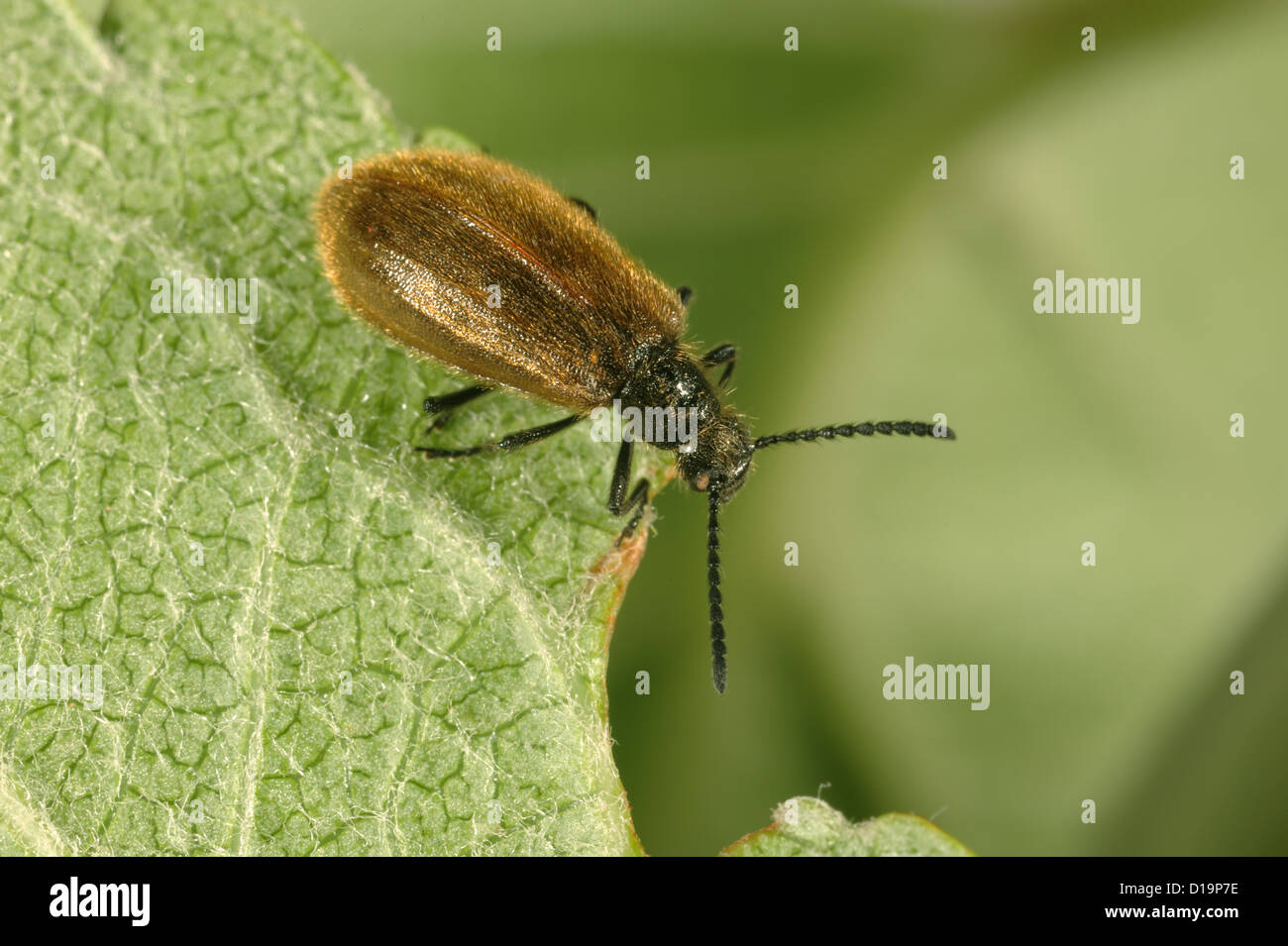 Darkling beetle, Lagria hirta, adult Stock Photo