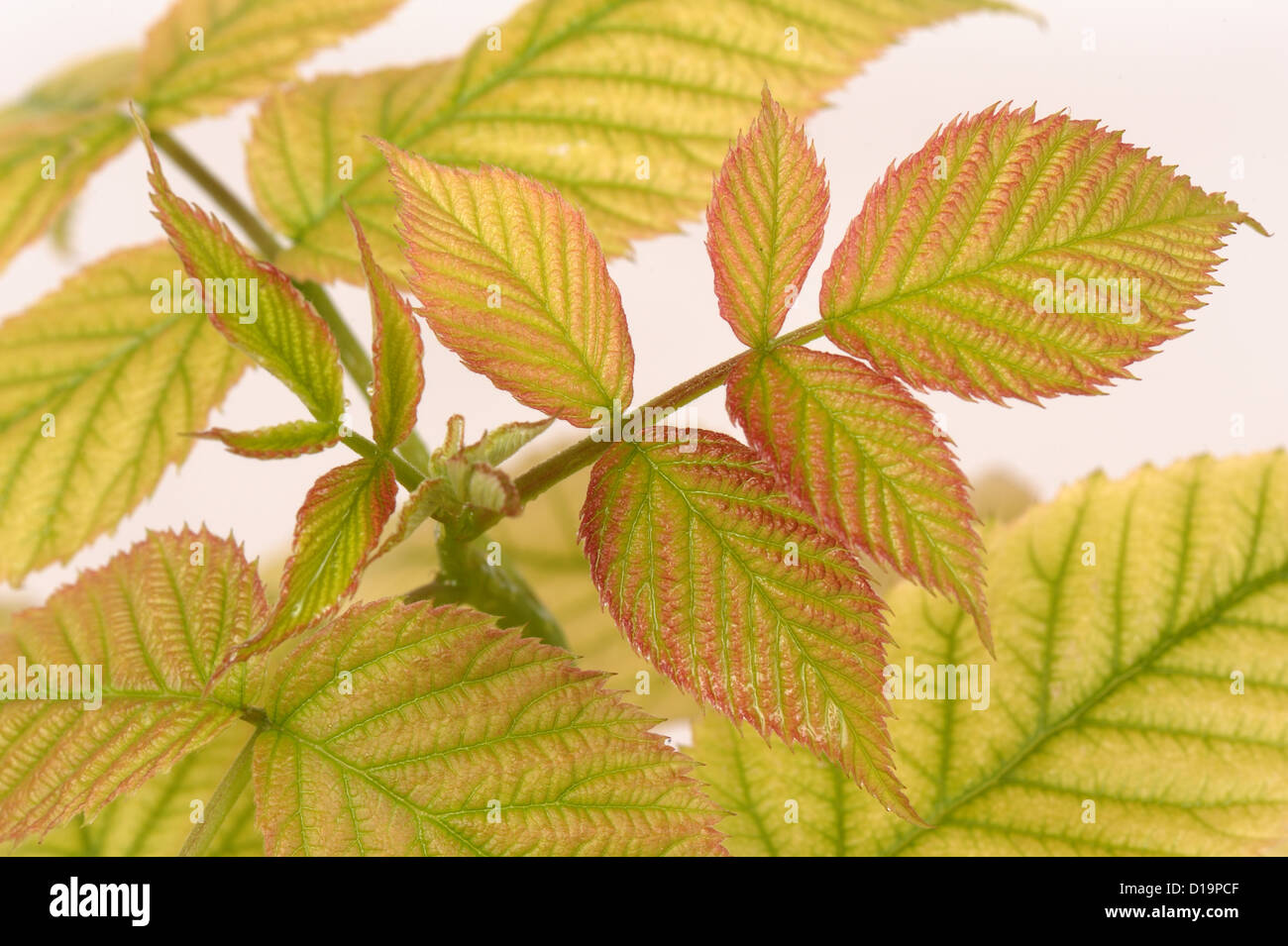 Residual damage to young raspberry foliage caused by glyphosate contamination Stock Photo