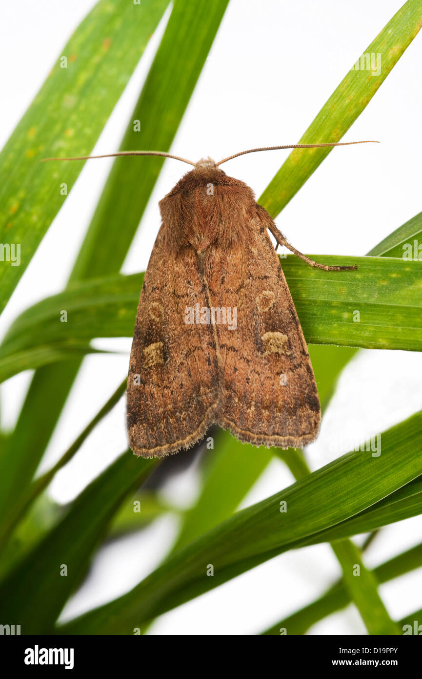 Turnip cutworm, Agrotis segetum, moth Stock Photo