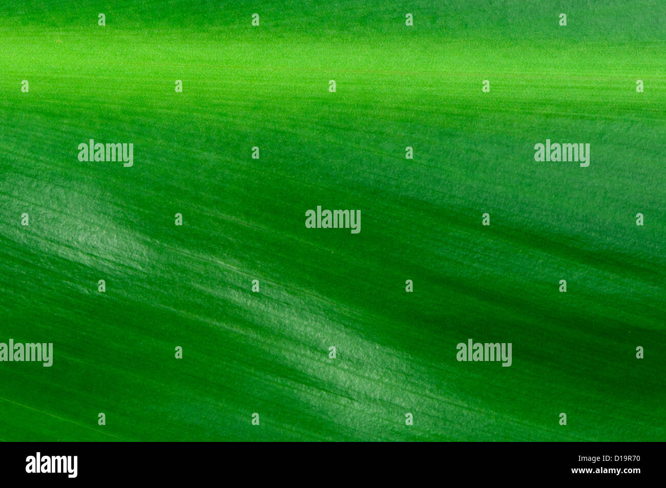 Natural background of green leaf. Close up leaf surface Stock Photo - Alamy