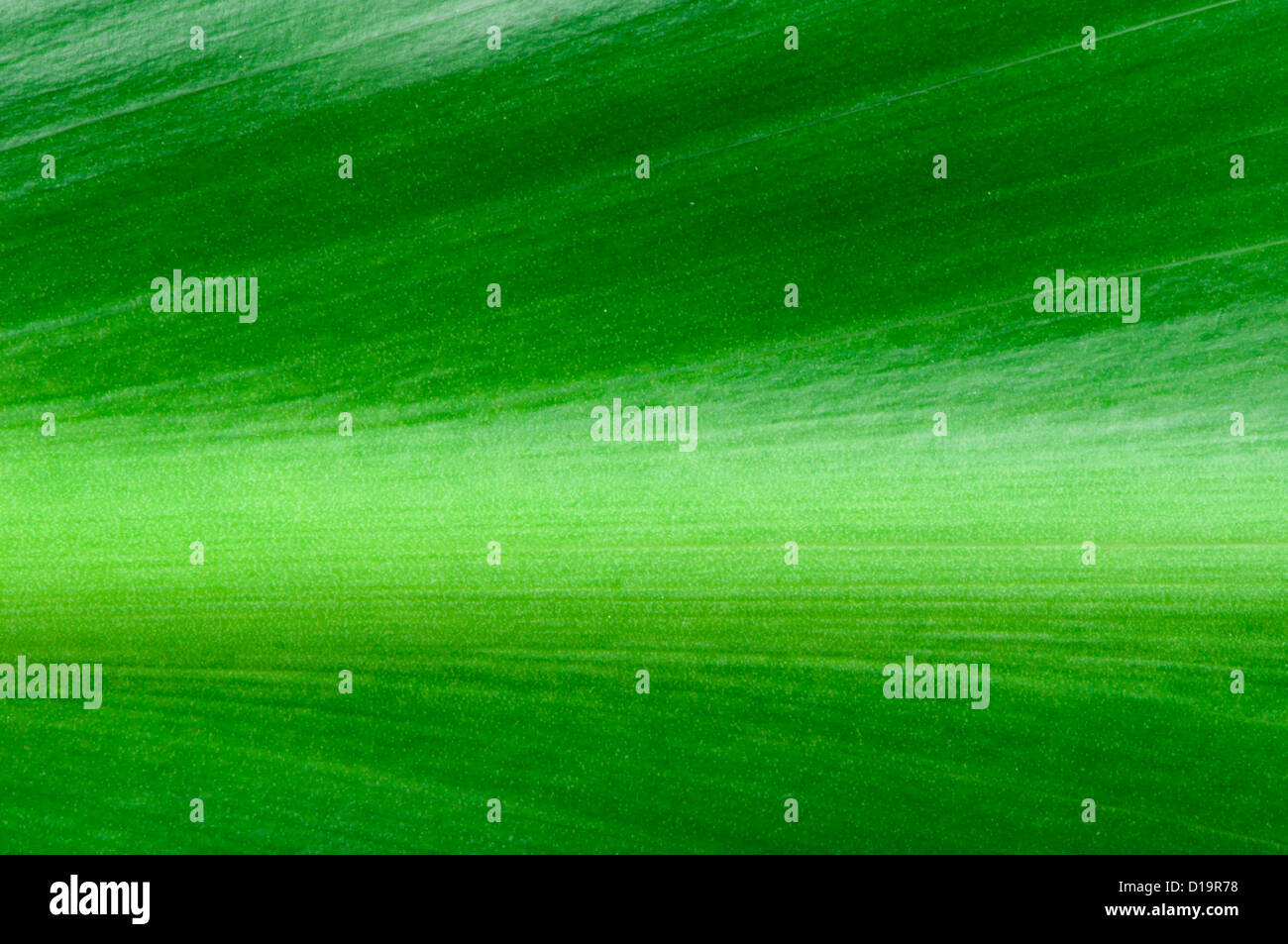 Natural background of green leaf. Close up leaf surface Stock Photo - Alamy