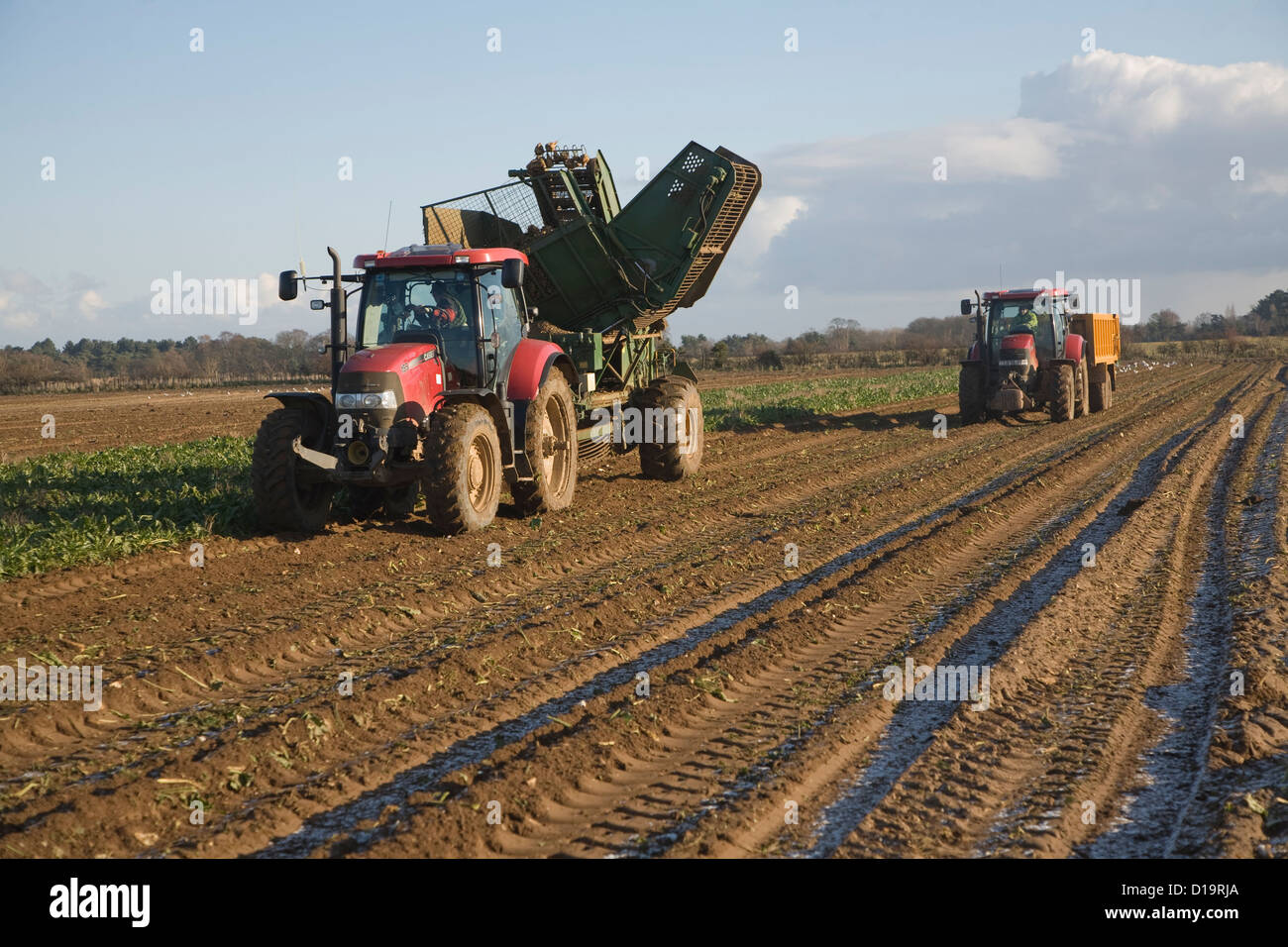 Red tractor pulling Thyregod sugar beet harvester Shottisham, Suffolk, England Stock Photo