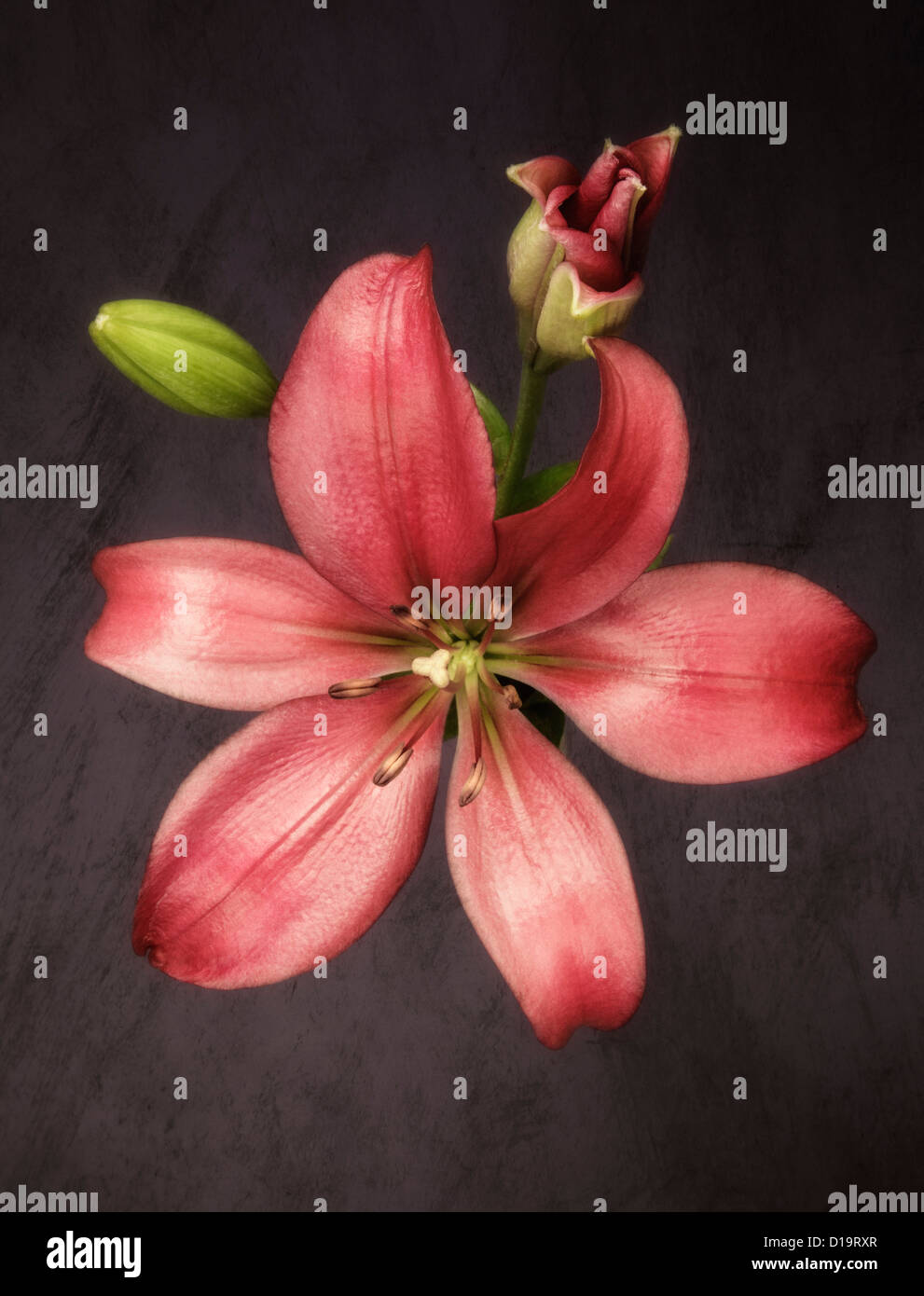 Trumpet lilies hires stock photography and images Alamy