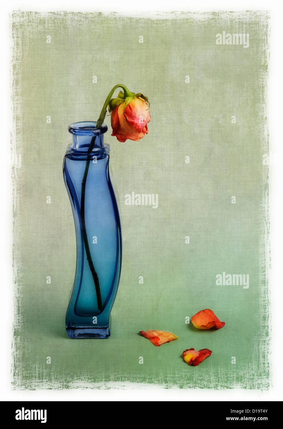 Drooping roses Cut Out Stock Images & Pictures Alamy