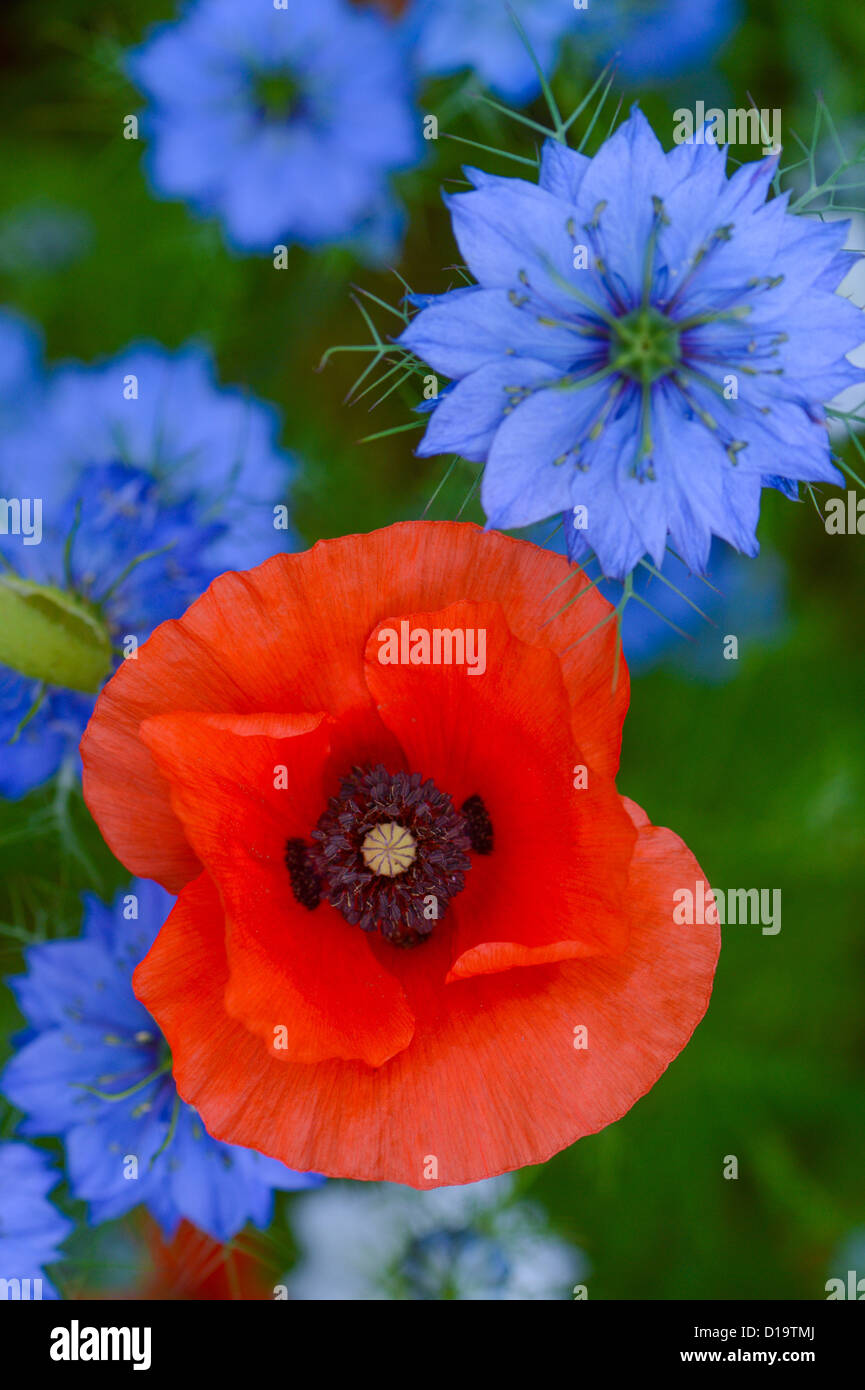 Poppy and Cornflowers in spring Stock Photo - Alamy