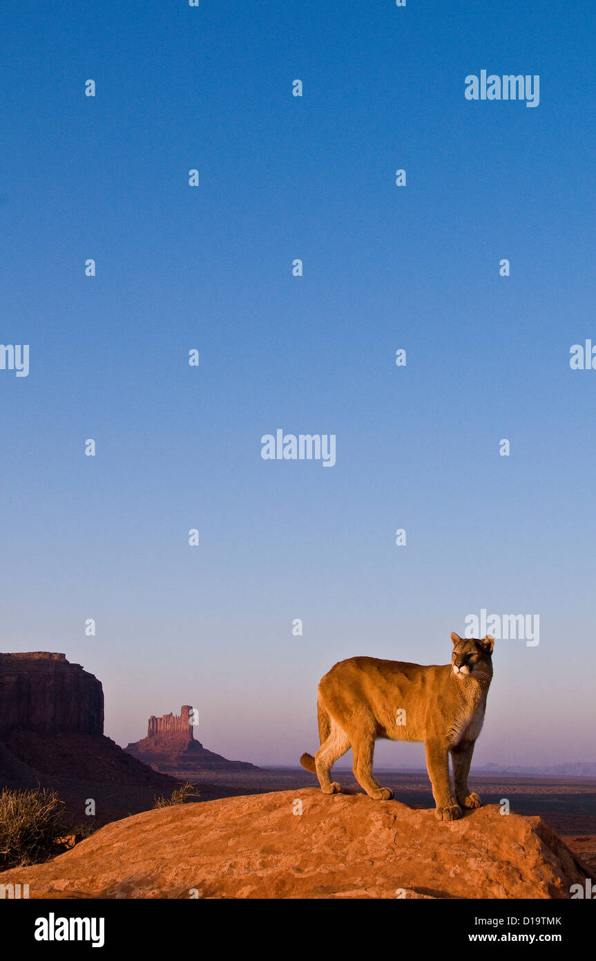 Mountain Lions, Montana, United States Stock Photo Alamy