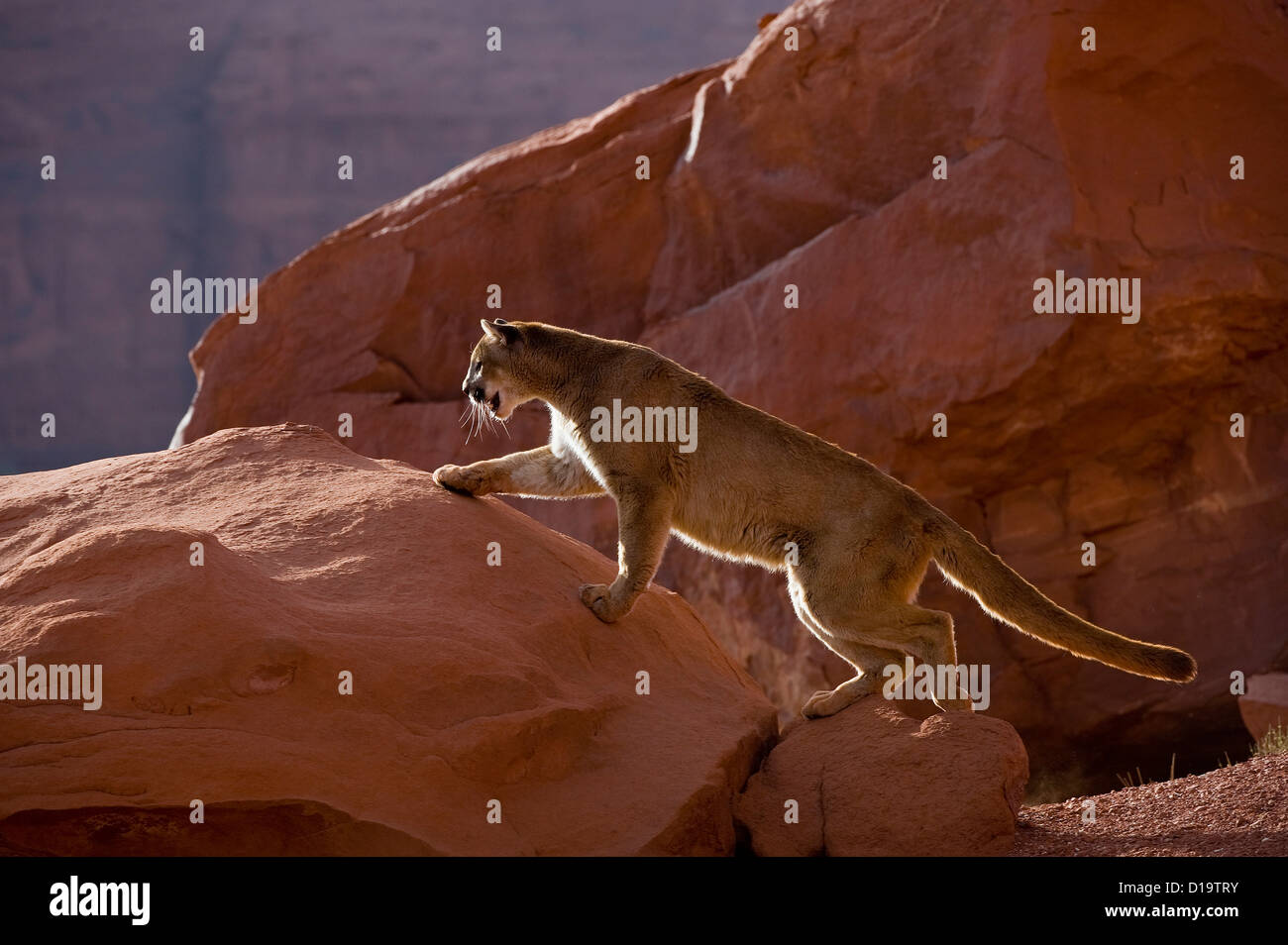Mountain Lions, Montana, United States Stock Photo Alamy