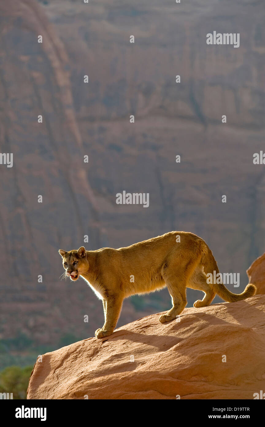 Mountain Lions, Montana, United States Stock Photo Alamy