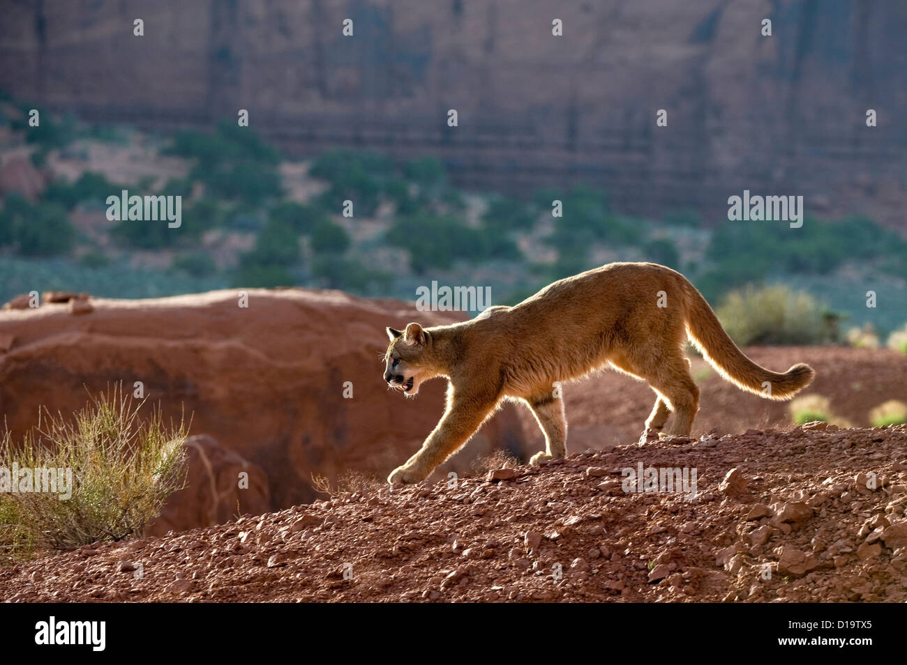 Mountain Lions Stock Photos & Mountain Lions Stock Images Alamy