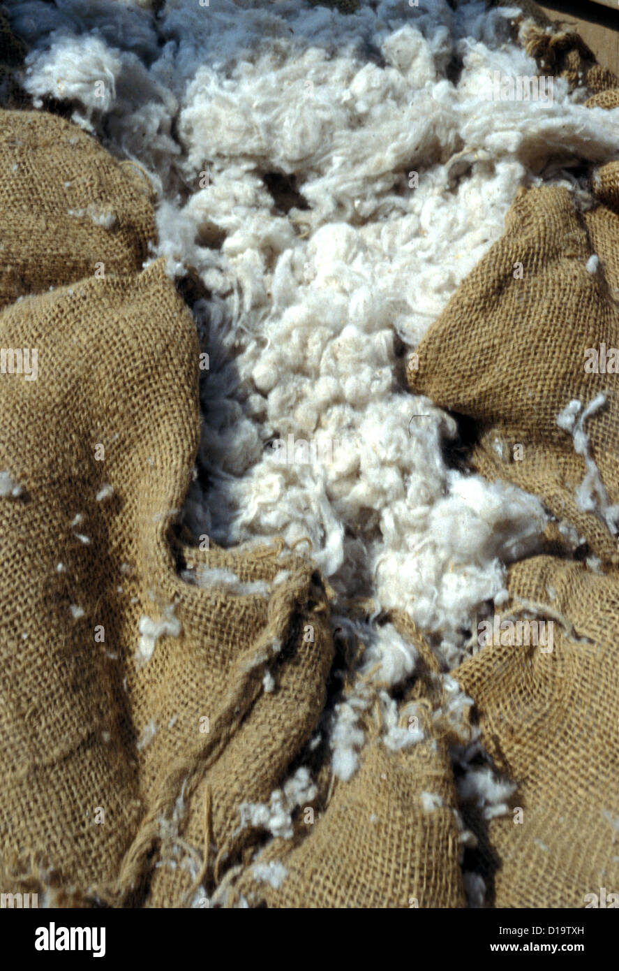 Raw cotton bagged for market in the Gezira region of the Sudan Stock Photo