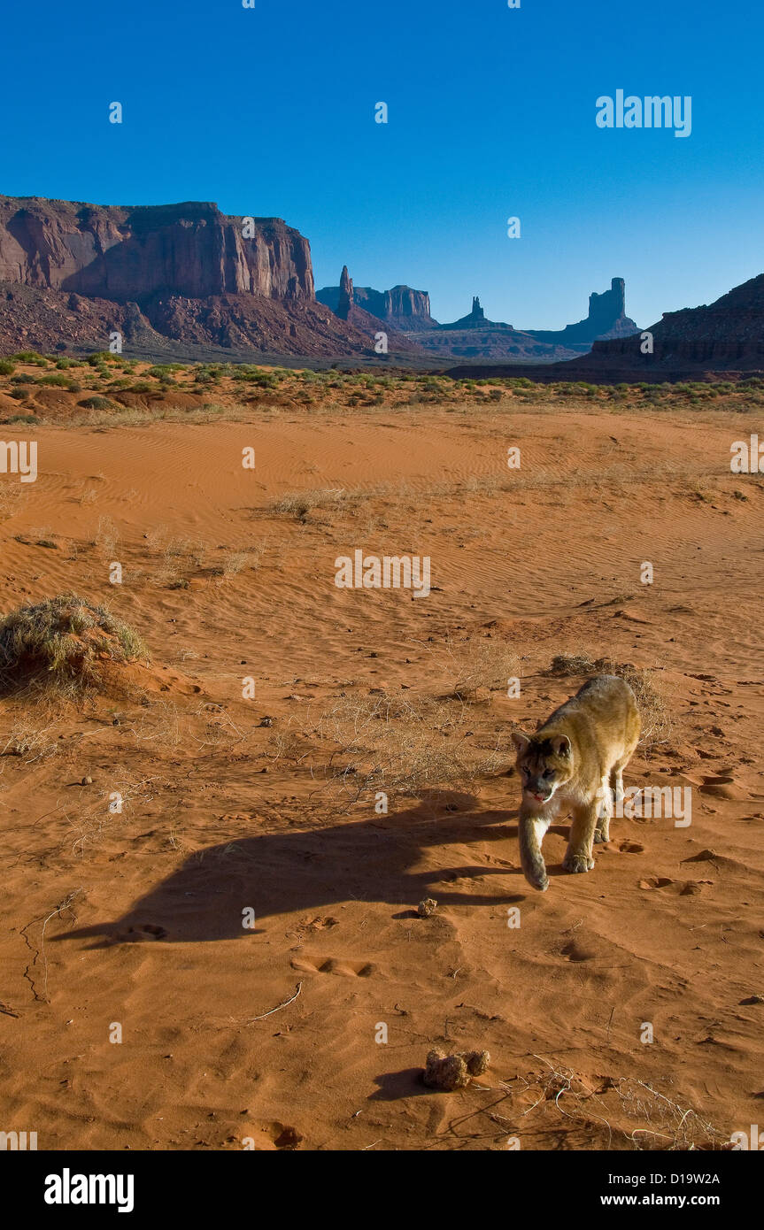 Puma cat animal hi-res stock photography and images - Alamy