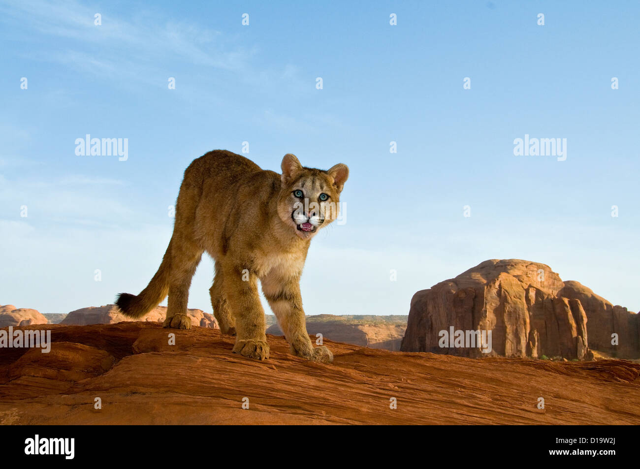 Monument valley arizona animal hi-res stock photography and images - Page 3 - Alamy Monument valley arizona animal hi-res stock photography and images - Page 3 - Alamy