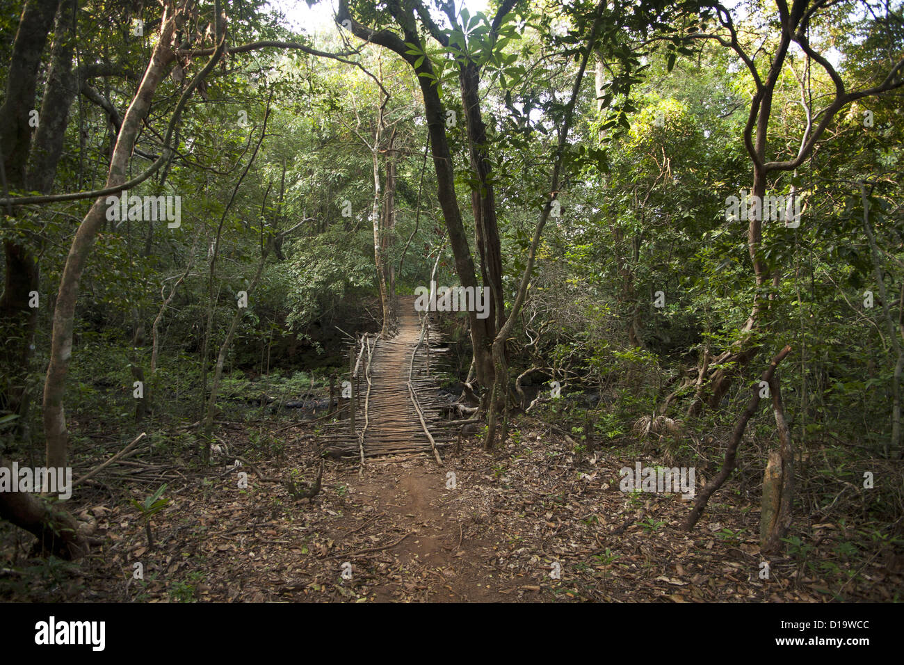 Forest path in Anshi tiger reserve area. Karnataka, India Stock Photo ...