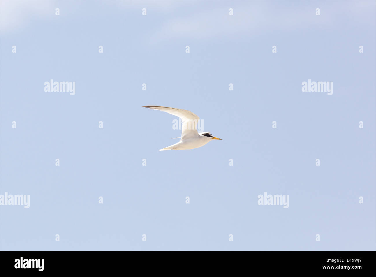 The Least Tern (Sternula antillarum, formerly Sterna antillarum) Stock Photo