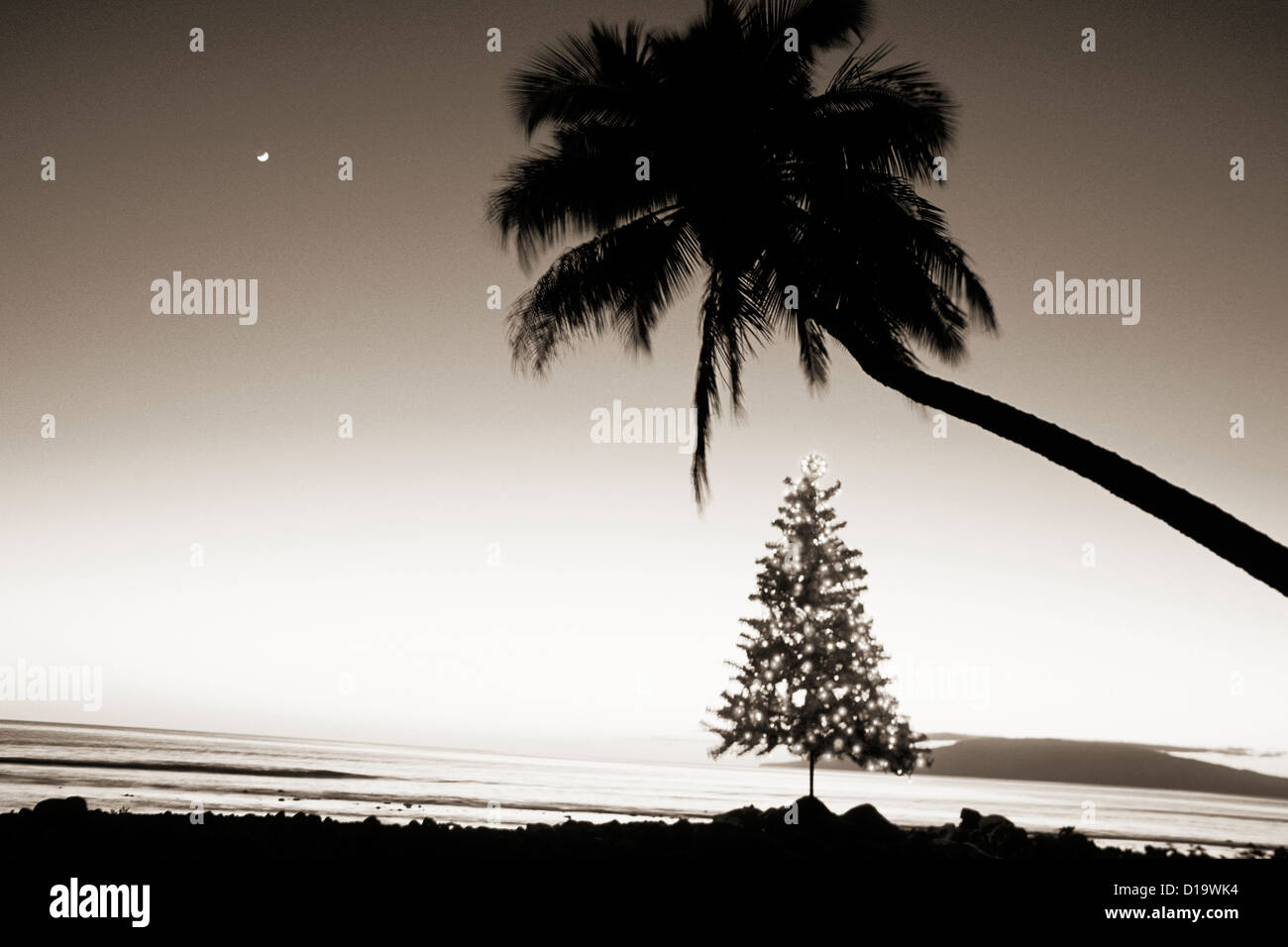 Hawaii, Maui, Olowalu, Illuminated Christmas Tree Under Overhanging