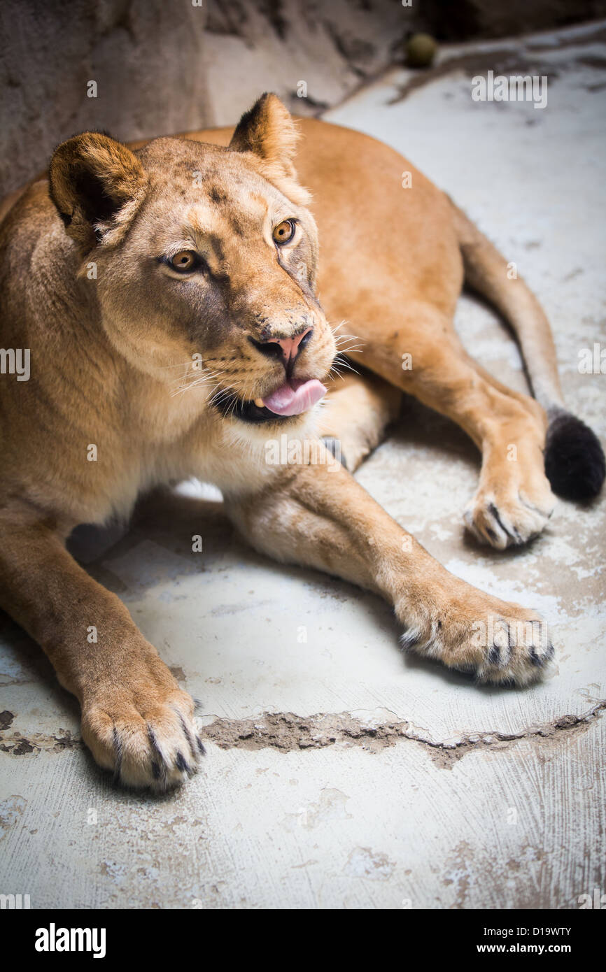 close-up-portrait-of-a-majestic-lioness-panthera-leo-D19WTY.jpg