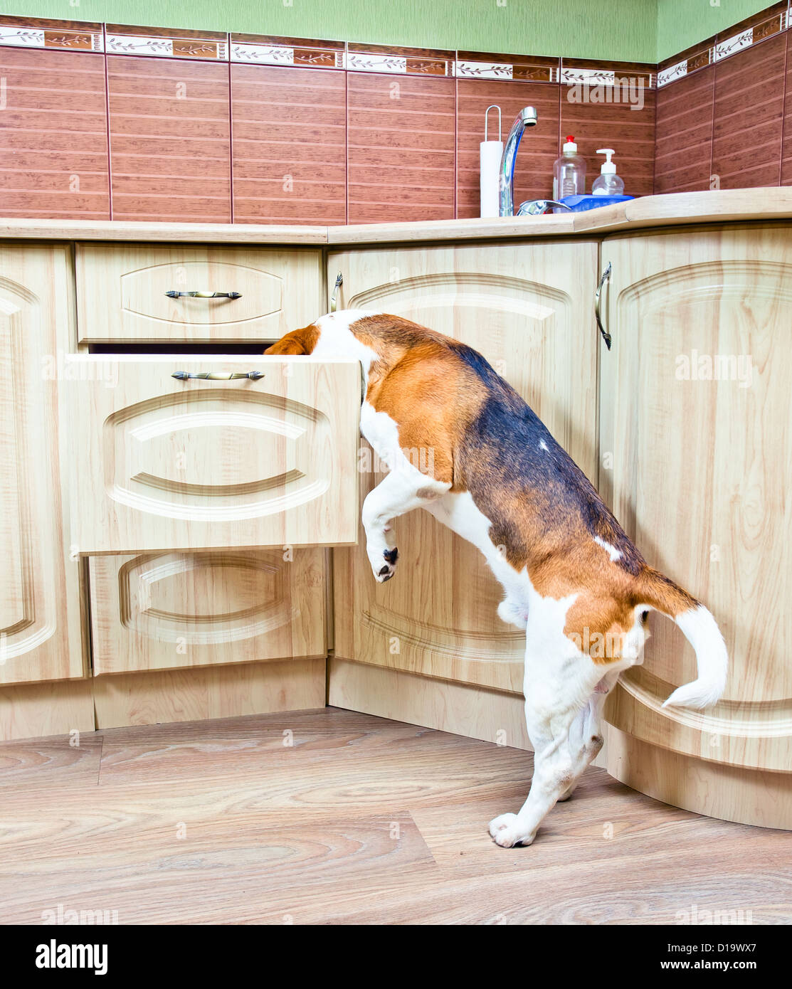 The dog in kitchen searches for something tasty Stock Photo Alamy