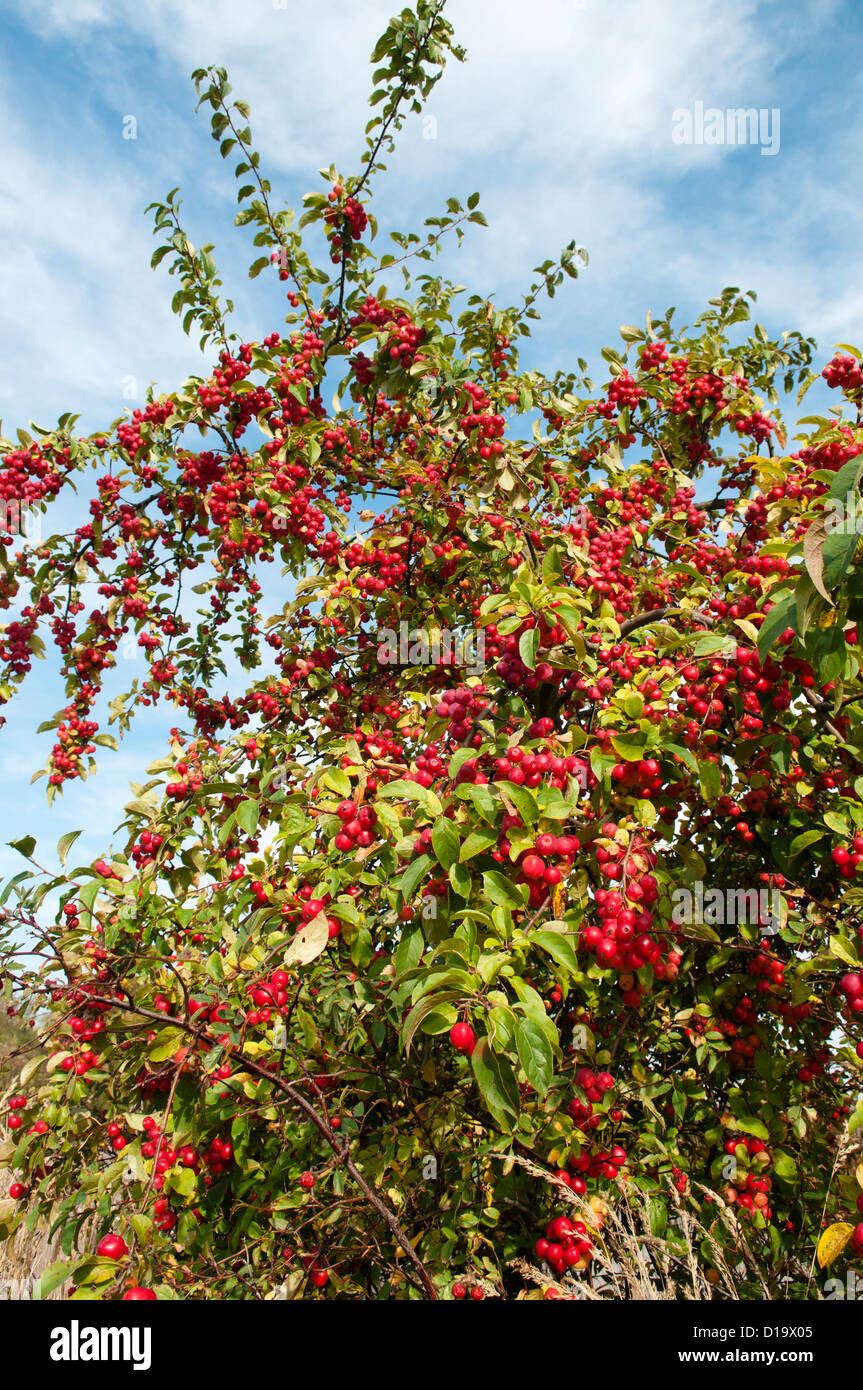 MALUS HUPEHENSIS FRUITS Stock Photo