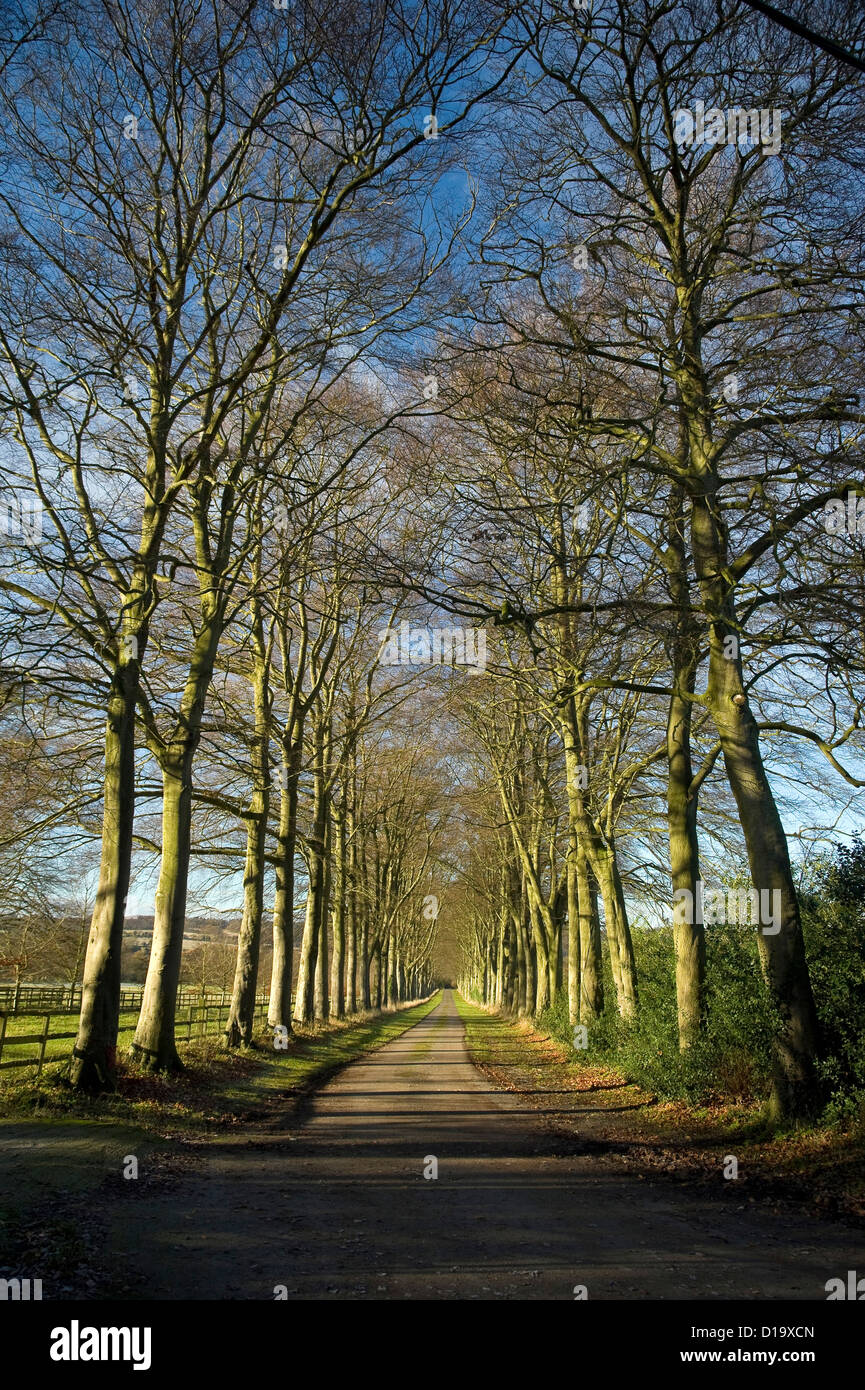 Beech avenue leading to a house in Wendover Woods, Buckinghamshire, UK Stock Photo