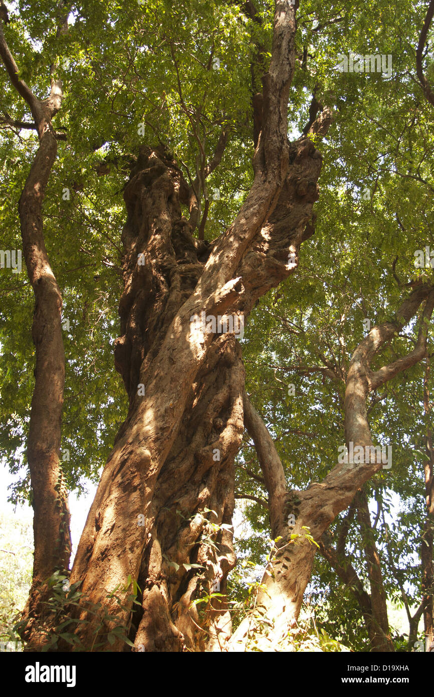 Tree canopy in Anshi tiger reserve area of Karnataka, India Stock Photo